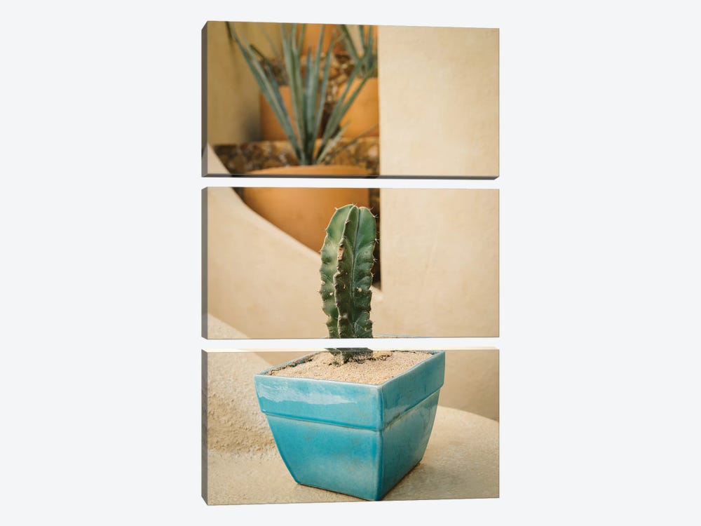 Cabo Cactus V by Bethany Young 3-piece Canvas Art