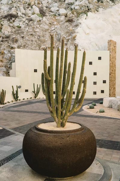 Cabo Cactus VIII by Bethany Young multi panel art