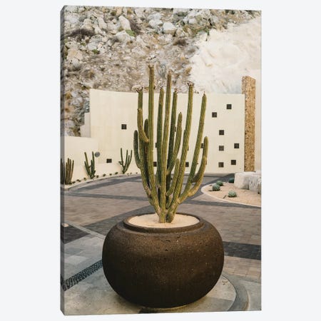 Cabo Cactus VIII Canvas Print #BTY381} by Bethany Young Canvas Artwork