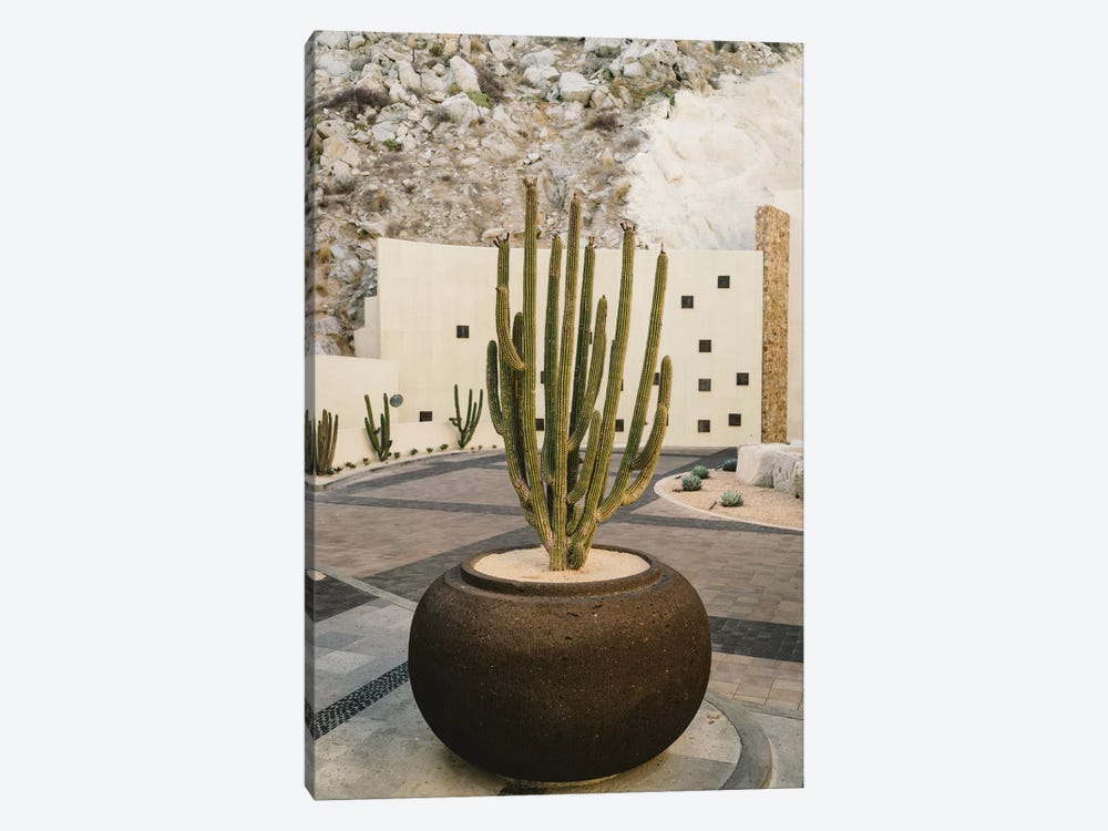 Cabo Cactus VIII by Bethany Young 1-piece Art Print
