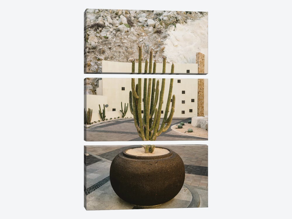 Cabo Cactus VIII by Bethany Young 3-piece Canvas Art Print