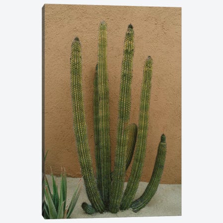 Cabo Cactus XI Canvas Print #BTY382} by Bethany Young Canvas Artwork