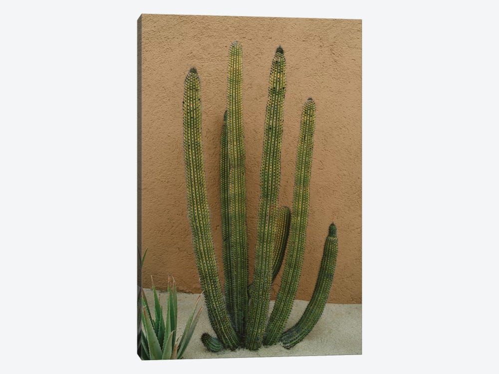 Cabo Cactus XI by Bethany Young 1-piece Canvas Wall Art