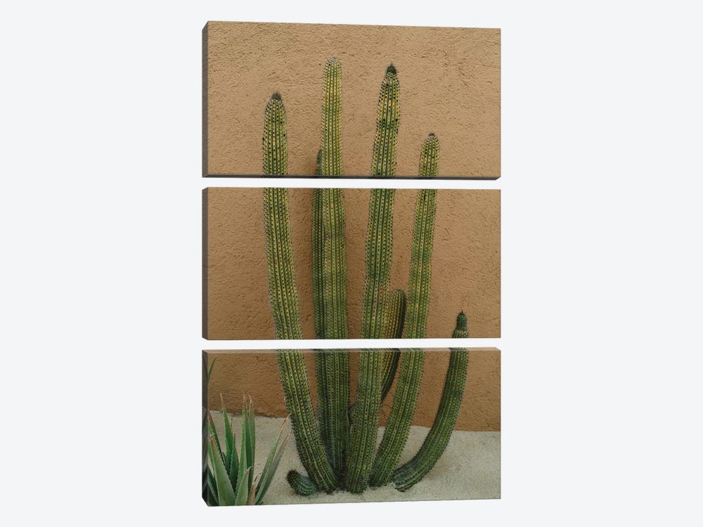 Cabo Cactus XI by Bethany Young 3-piece Canvas Artwork