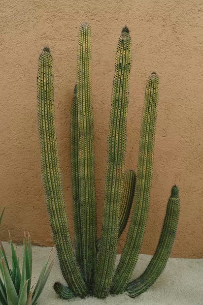 Cabo San Lucas: Cabo Cactus XI by Bethany Young
