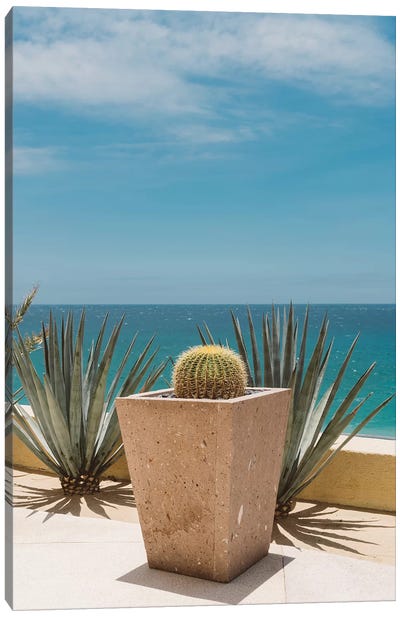 Cabo Cactus Canvas Art Print - Bethany Young