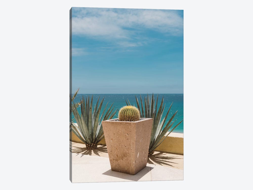 Cabo Cactus by Bethany Young 1-piece Canvas Art Print