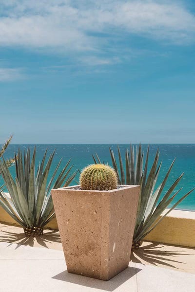 Cacti: Cabo Cactus by Bethany Young
