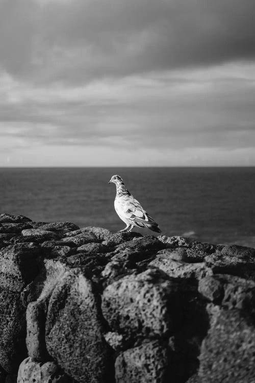 Hawaiian Bird