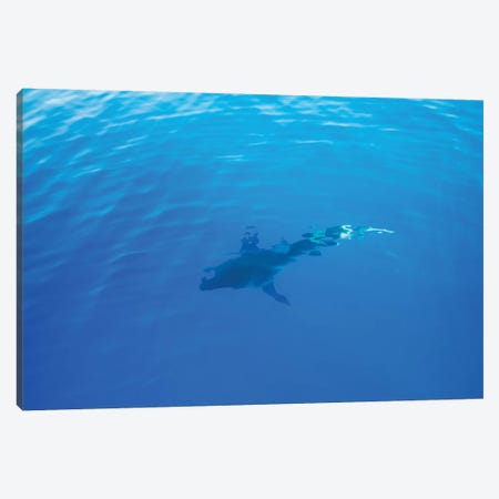 Hawaiian Shark IV Canvas Print #BTY40} by Bethany Young Canvas Artwork