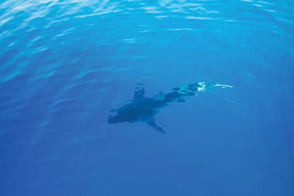 Sharks: Hawaiian Shark IV by Bethany Young