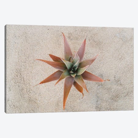 Mexico Succulent Canvas Print #BTY415} by Bethany Young Canvas Art Print