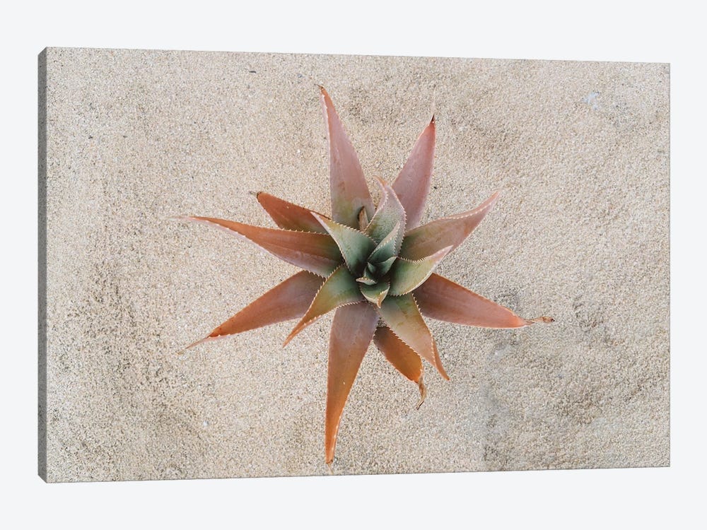 Mexico Succulent by Bethany Young 1-piece Art Print