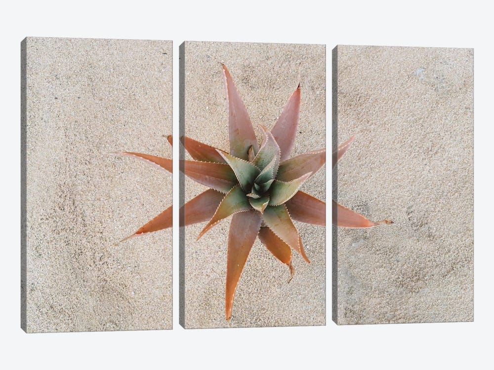 Mexico Succulent by Bethany Young 3-piece Canvas Art Print