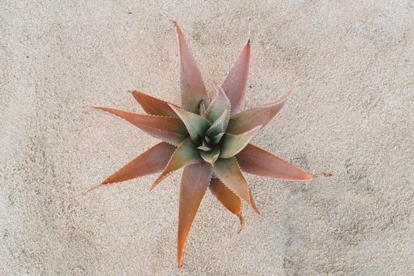 Mexico: Mexico Succulent by Bethany Young