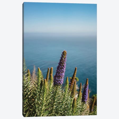 Big Sur Blooms II Canvas Print #BTY419} by Bethany Young Canvas Wall Art