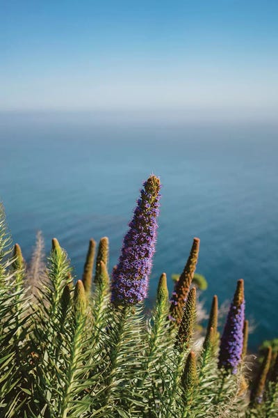 Big Sur: Big Sur Blooms II by Bethany Young