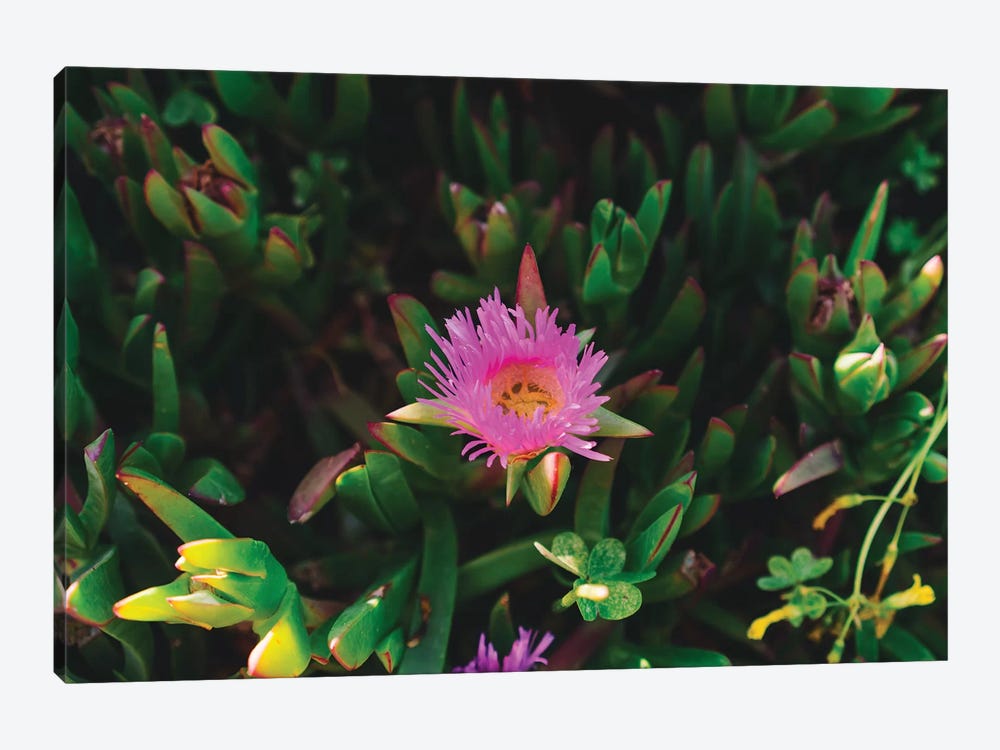 Big Sur Blooms IV by Bethany Young 1-piece Canvas Artwork