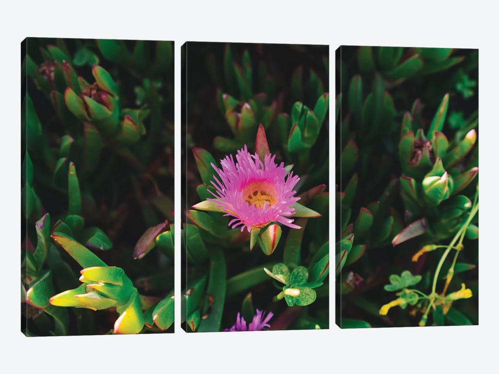 Big Sur Blooms IV by Bethany Young 3-piece Canvas Wall Art