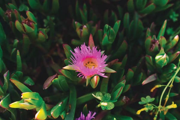 Big Sur: Big Sur Blooms IV by Bethany Young