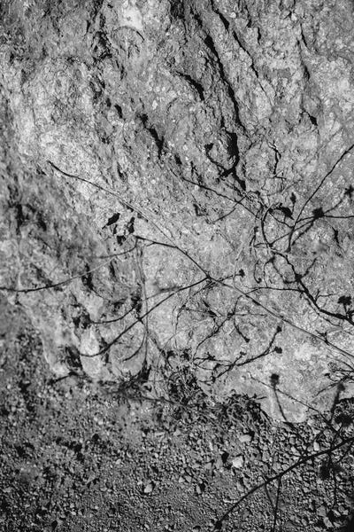 Big Sur Wild Flowers V by Bethany Young multi panel art