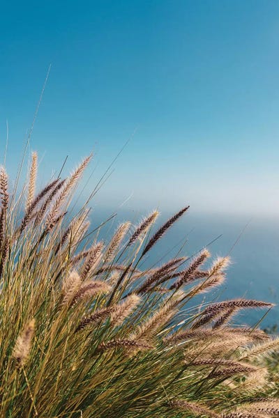 Big Sur: Wild Big Sur II by Bethany Young