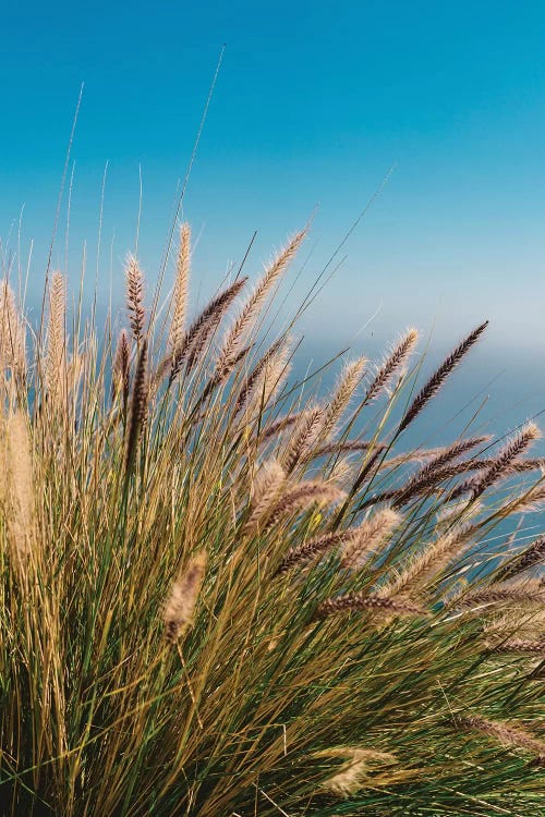 Wild Big Sur