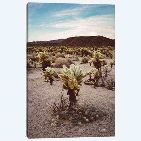Cholla Cactus Garden III Canvas Print #BTY438} by Bethany Young Canvas Wall Art