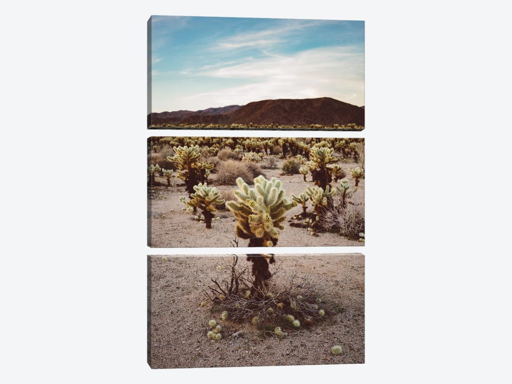 Cholla Cactus Garden III by Bethany Young 3-piece Canvas Art