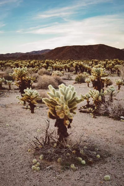 Joshua Tree National Park: Cholla Cactus Garden III by Bethany Young
