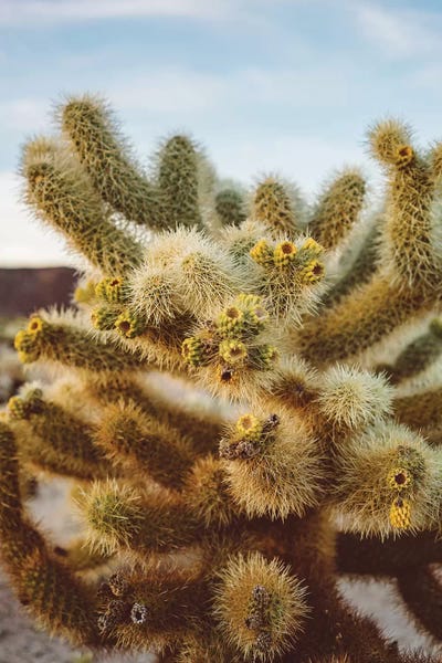 Cholla Cactus Garden IV by Bethany Young canvas print