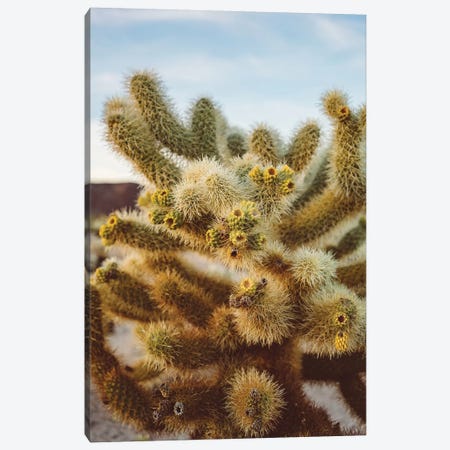 Cholla Cactus Garden IV Canvas Print #BTY439} by Bethany Young Canvas Artwork
