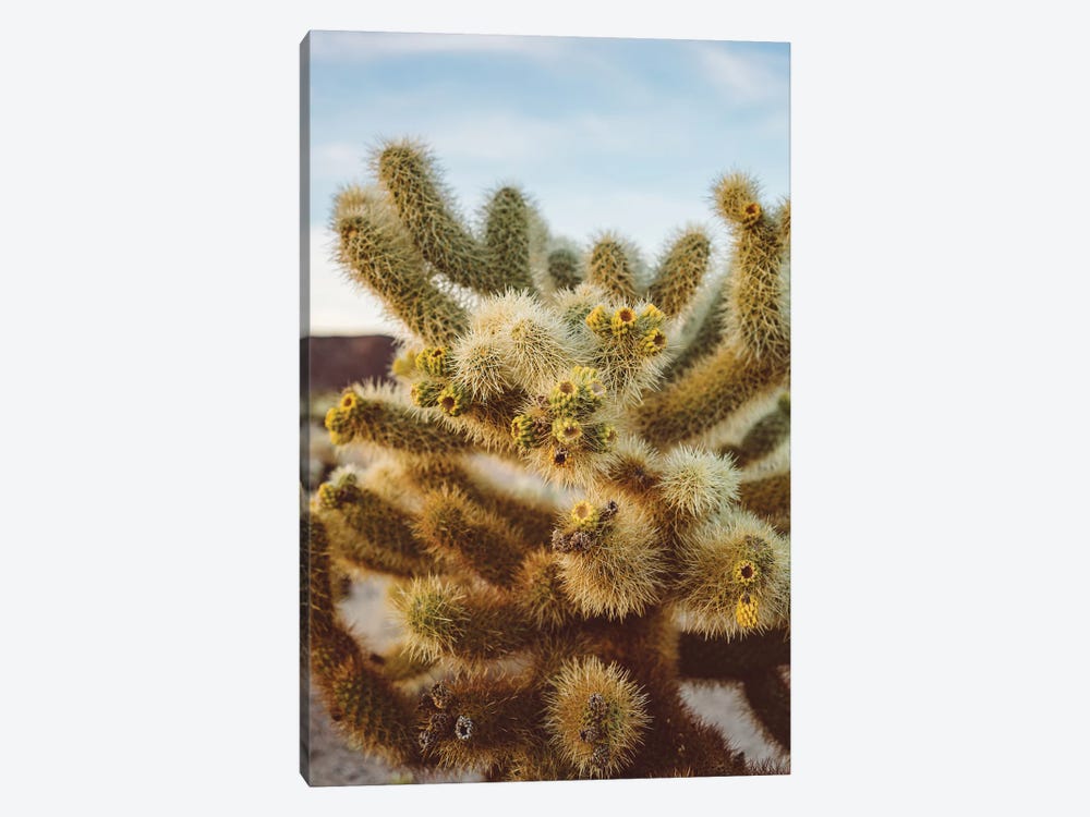 Cholla Cactus Garden IV by Bethany Young 1-piece Art Print