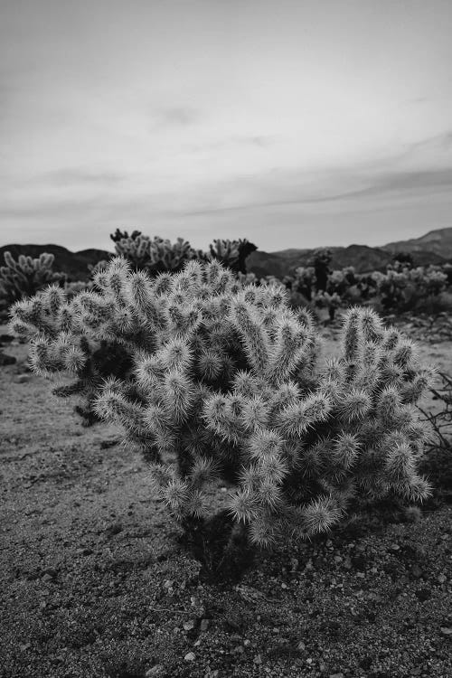 Cholla Cactus Garden IX