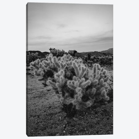 Cholla Cactus Garden IX Canvas Print #BTY440} by Bethany Young Canvas Print
