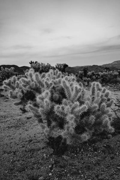 Joshua Tree National Park: Cholla Cactus Garden IX by Bethany Young