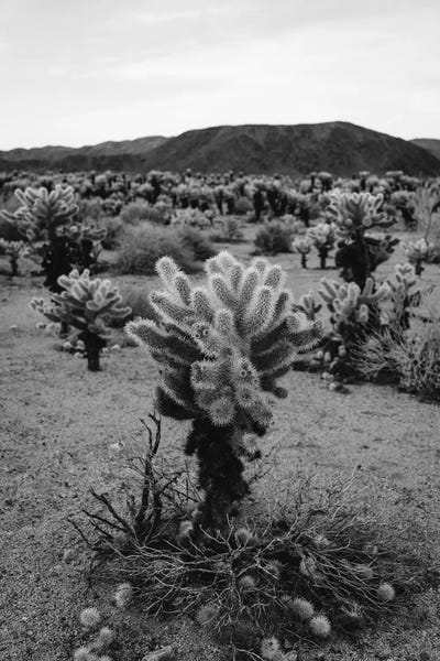 Cholla Cactus Garden V by Bethany Young framed canvas print