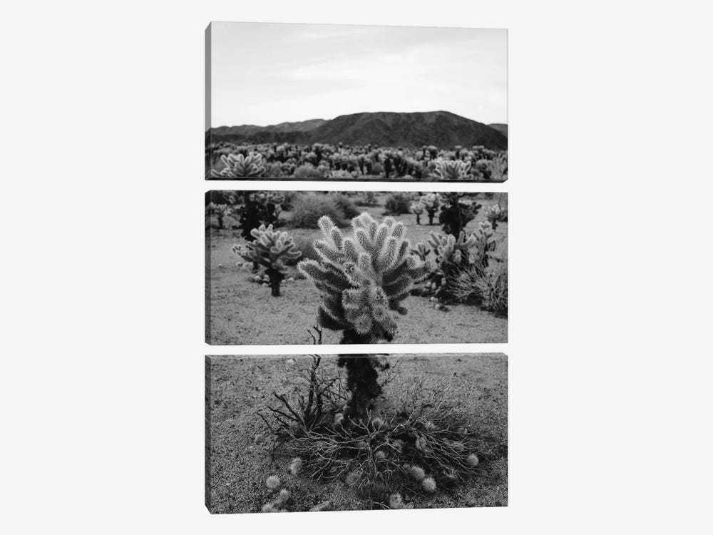 Cholla Cactus Garden V by Bethany Young 3-piece Canvas Art