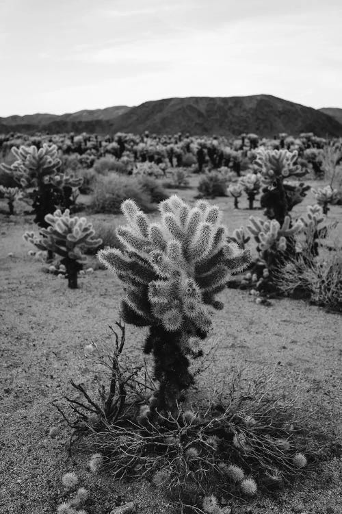 Cholla Cactus Garden V