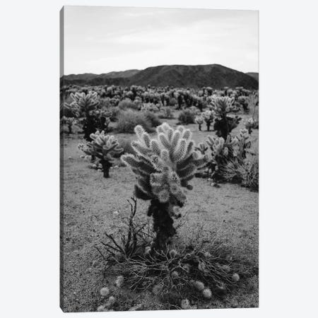 Cholla Cactus Garden V Canvas Print #BTY441} by Bethany Young Art Print