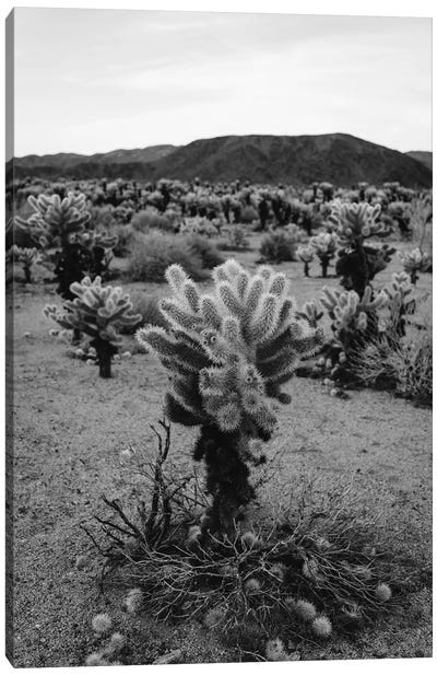 Cholla Cactus Garden V Canvas Art Print - Joshua Tree National Park