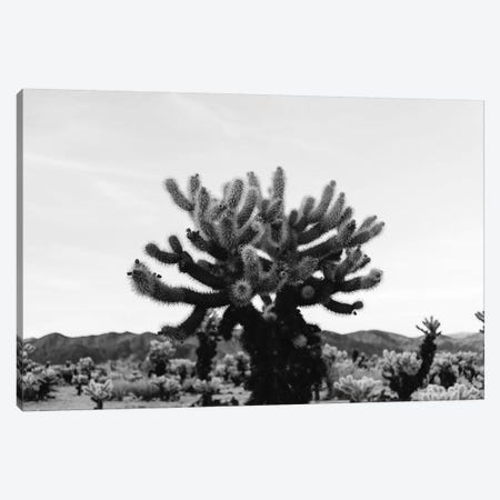 Cholla Cactus Garden XI Canvas Print #BTY444} by Bethany Young Canvas Art