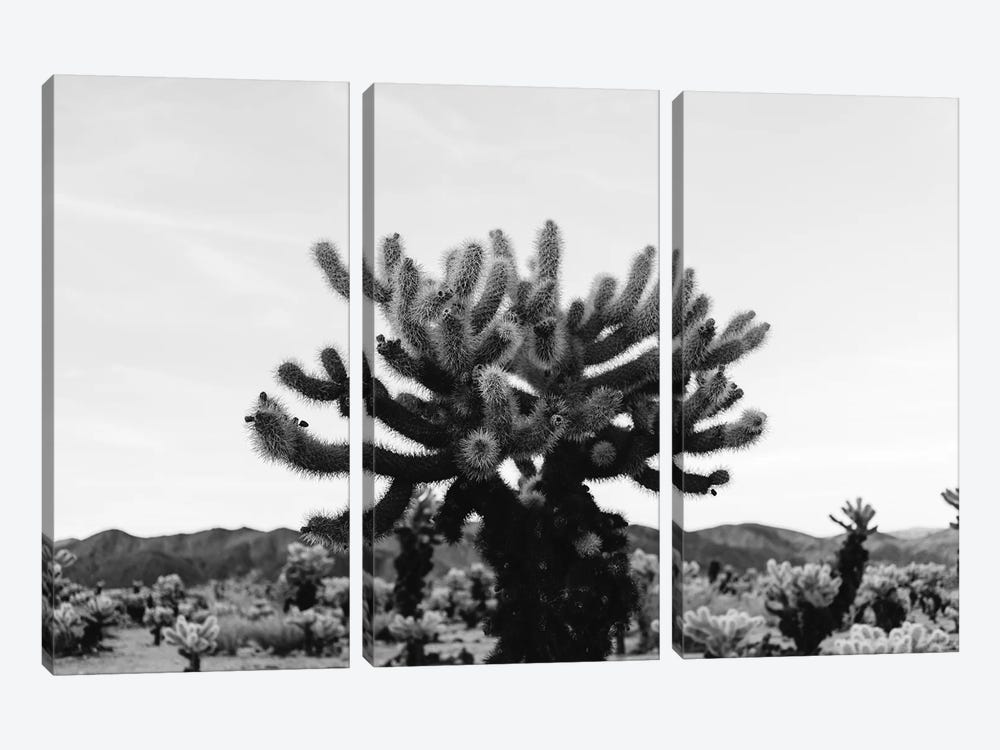 Cholla Cactus Garden XI by Bethany Young 3-piece Canvas Art Print
