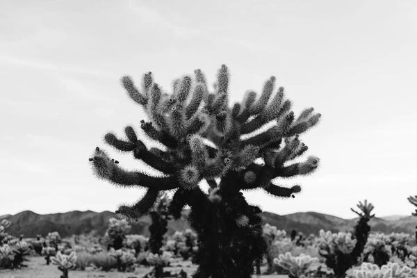 Succulents: Cholla Cactus Garden XI by Bethany Young