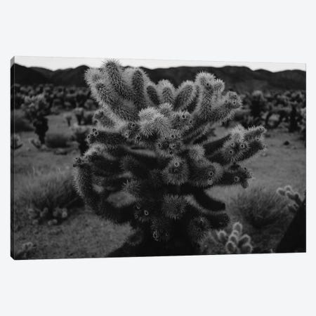 Cholla Cactus Garden XIII Canvas Print #BTY445} by Bethany Young Canvas Artwork