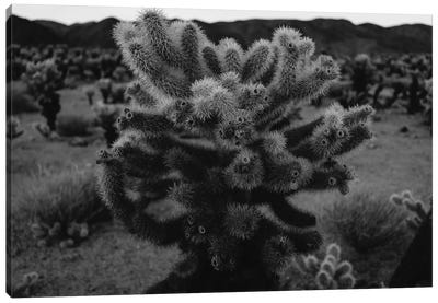 Cholla Cactus Garden XIII Canvas Art Print - Joshua Tree National Park