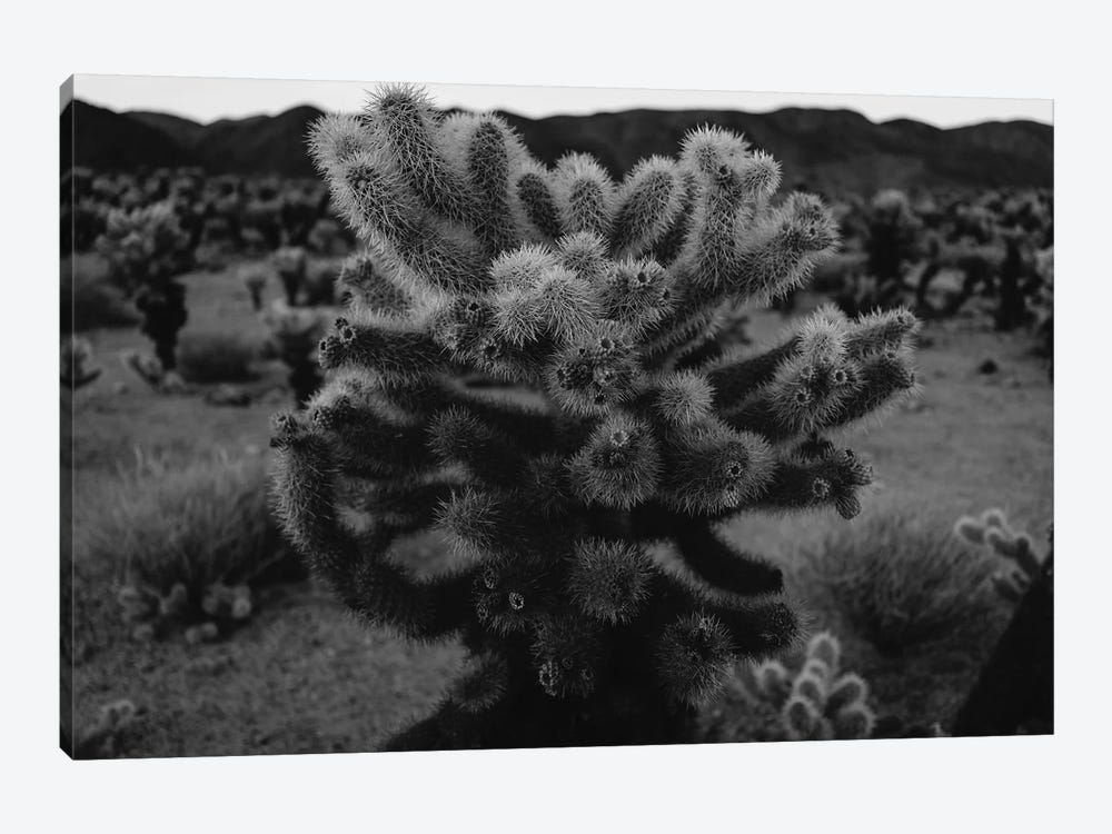 Cholla Cactus Garden XIII by Bethany Young 1-piece Canvas Wall Art