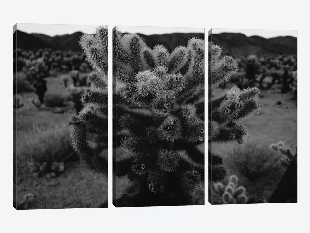 Cholla Cactus Garden XIII by Bethany Young 3-piece Canvas Art