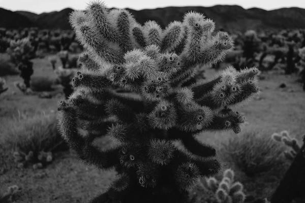 Joshua Tree National Park: Cholla Cactus Garden XIII by Bethany Young