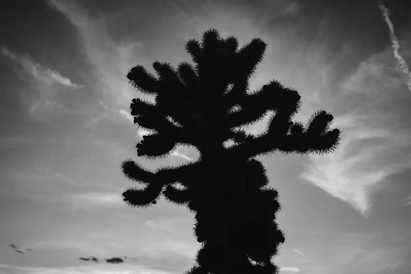 Joshua Tree National Park: Cholla Cactus Garden XV by Bethany Young